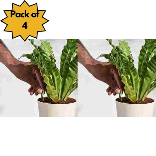 Plant Grow Fertilizer Sticks For Plants - 50 Stick Pack of 2 & 4 - Cheap bazar